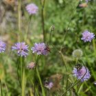 Bergblumen