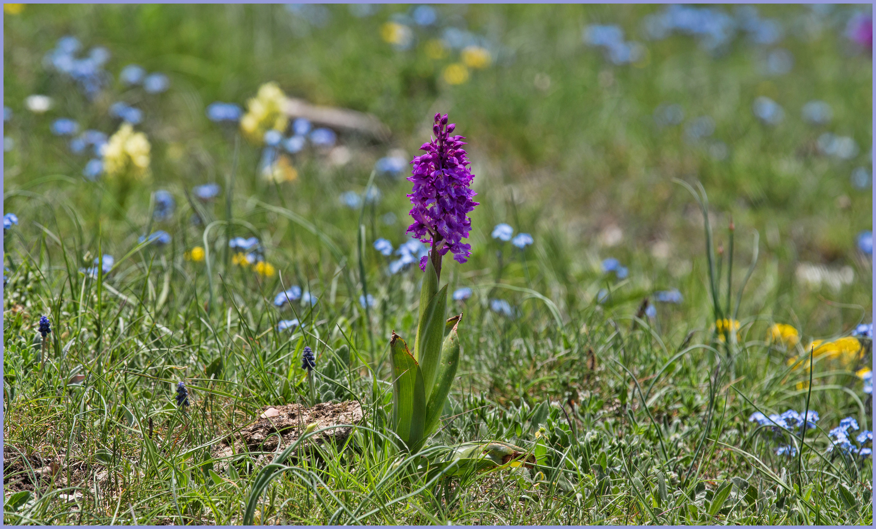 Bergblumen 1