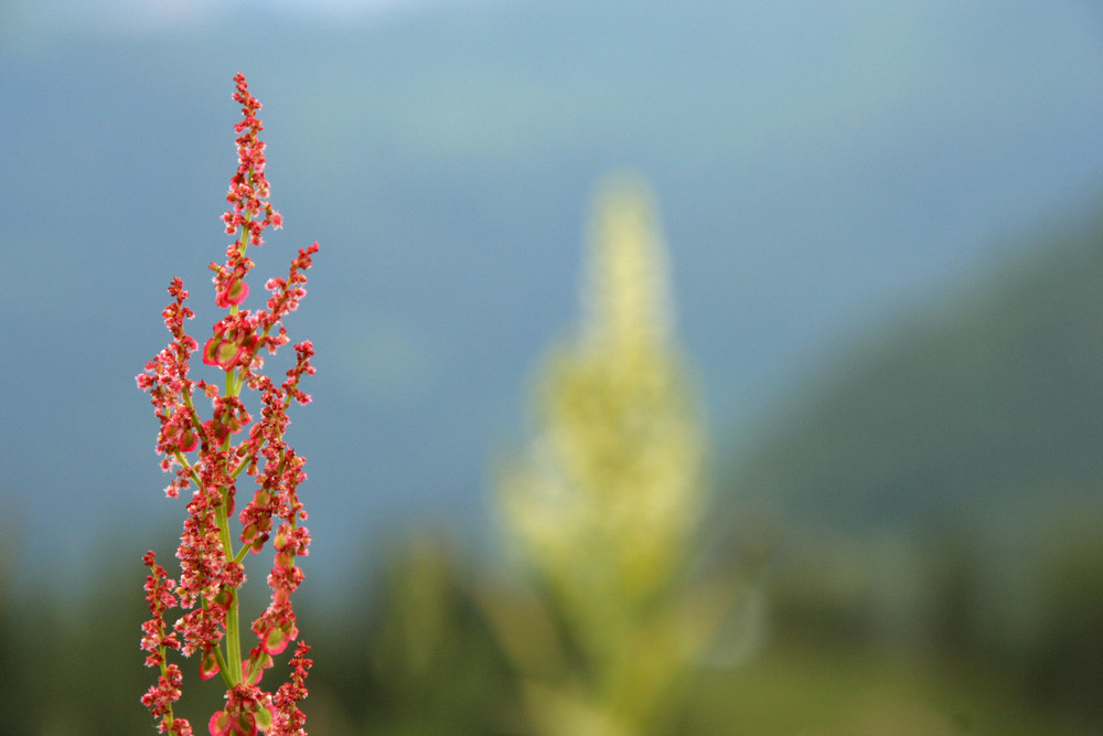 Bergblumen 1