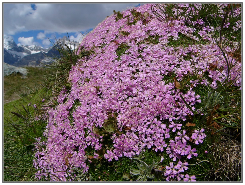 Bergblumen (10)