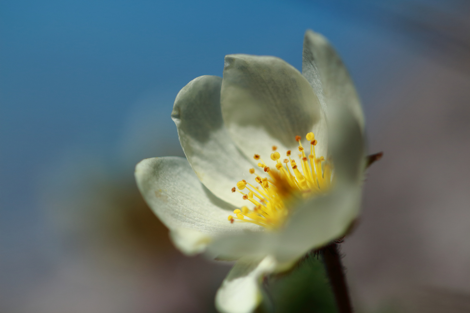 Bergblumen