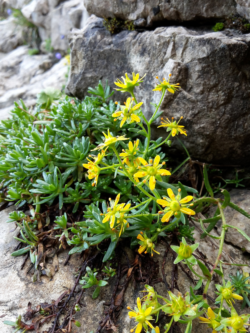 Bergblumen