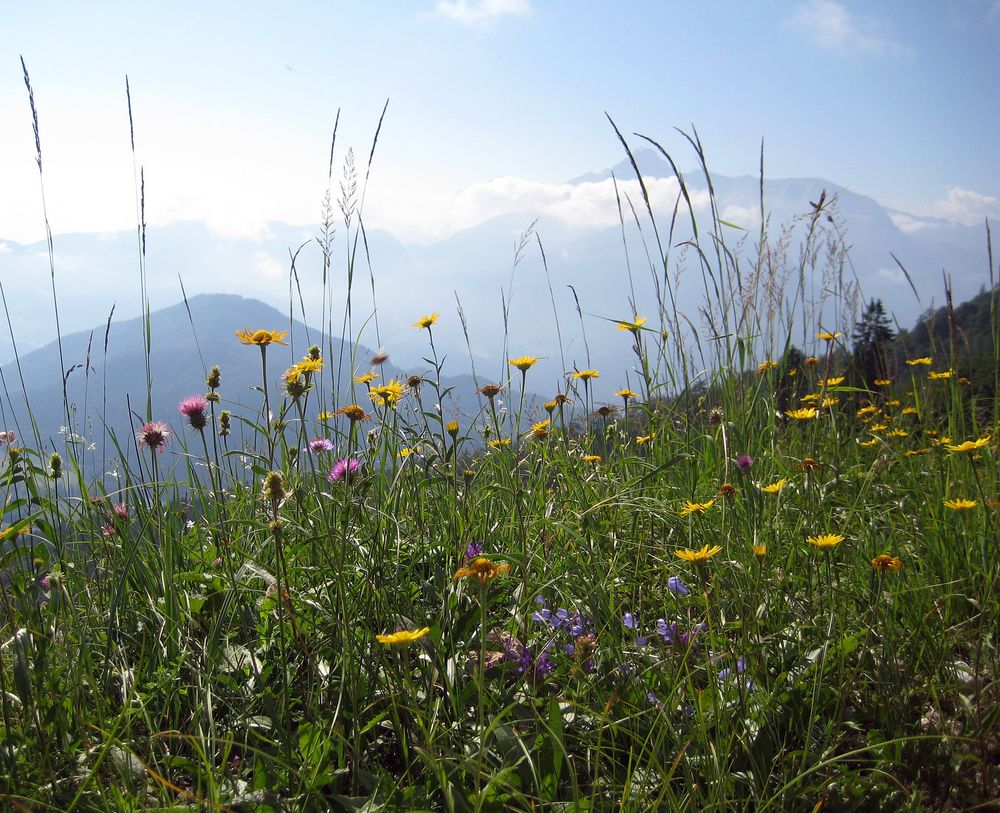- Bergblumen - Foto & Bild | natur, landschaft, berge Bilder auf ...