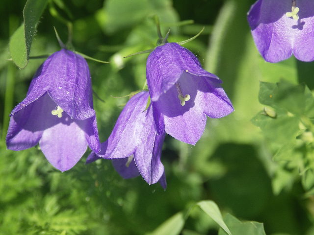 Bergblumen