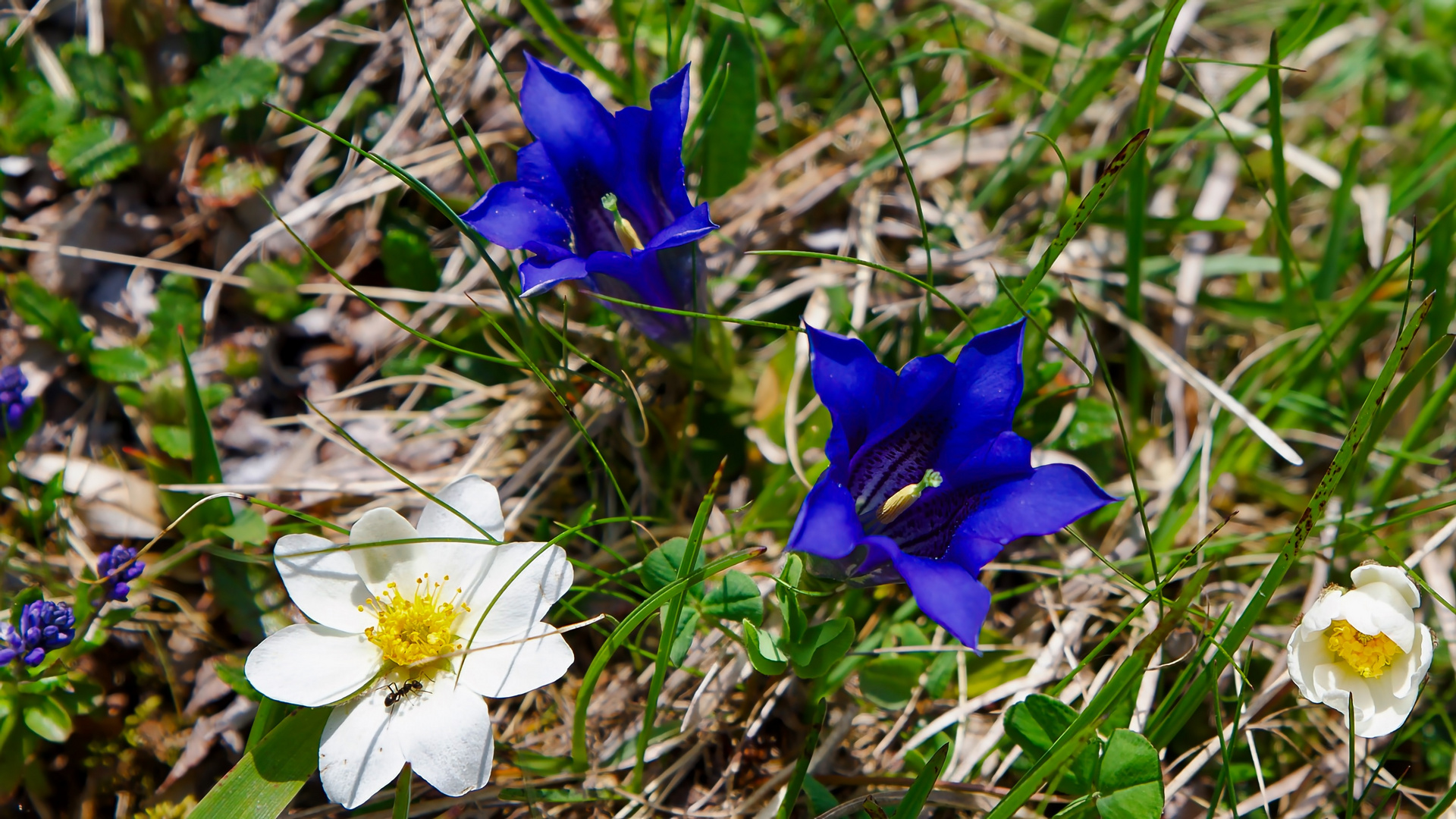 Bergblumen