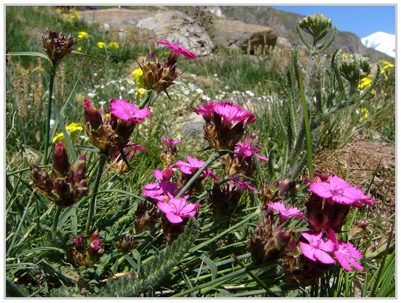 Bergblumen (4)