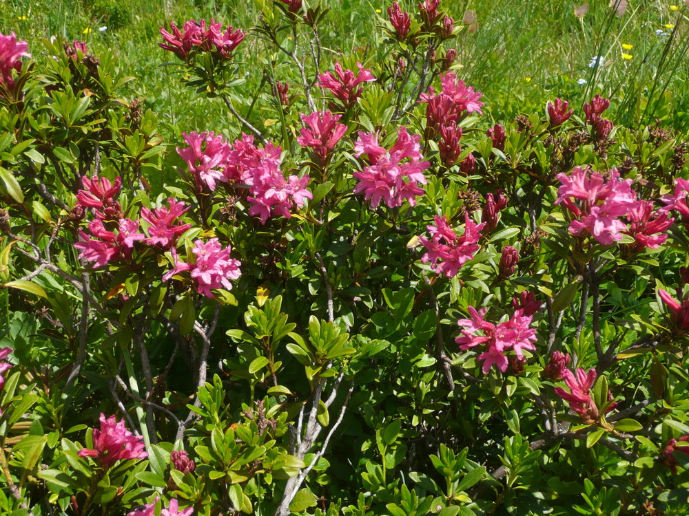 Bergblumen