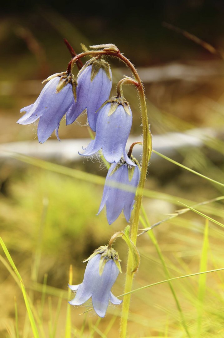 Bergblumen