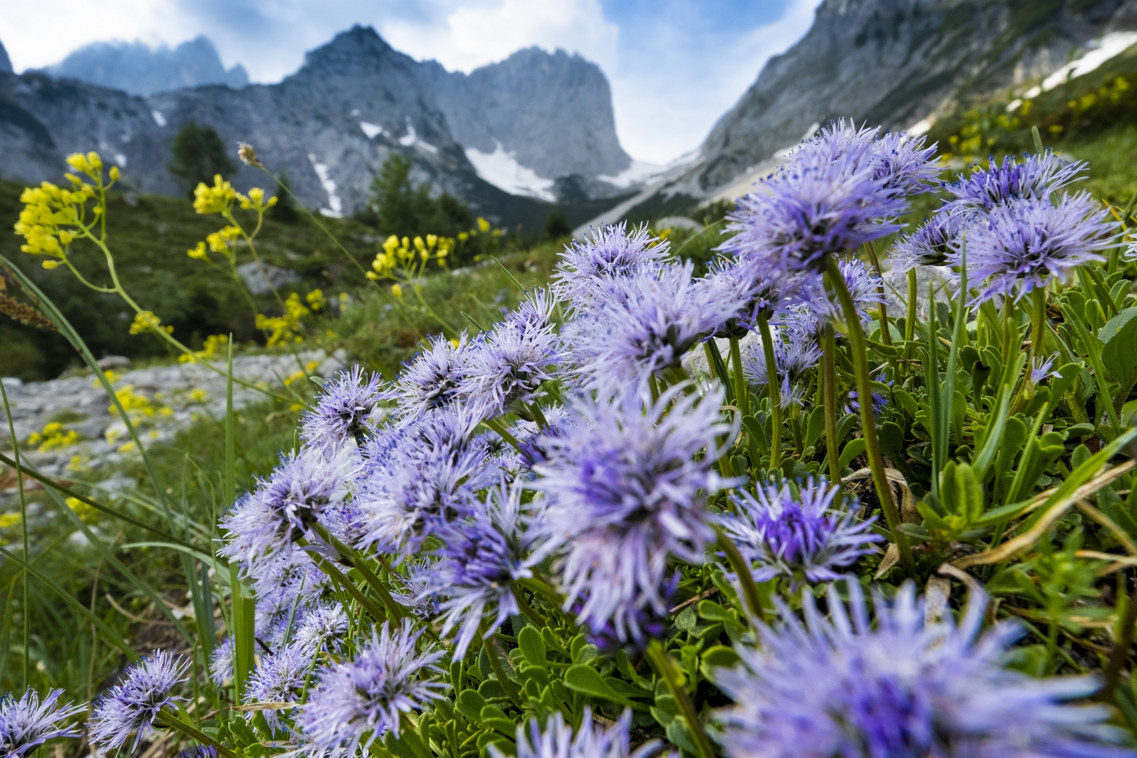 Bergblumen