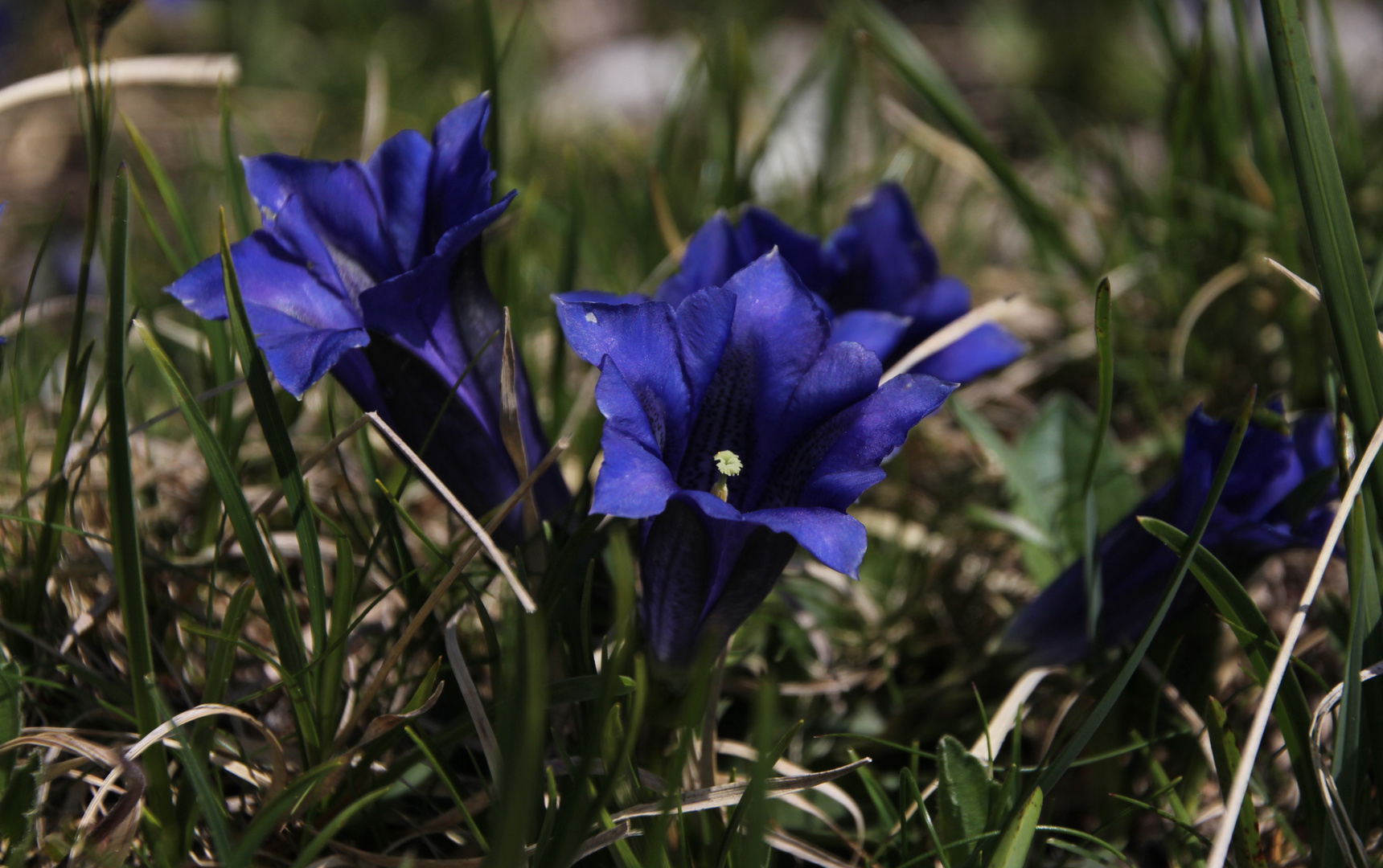 Bergblumen