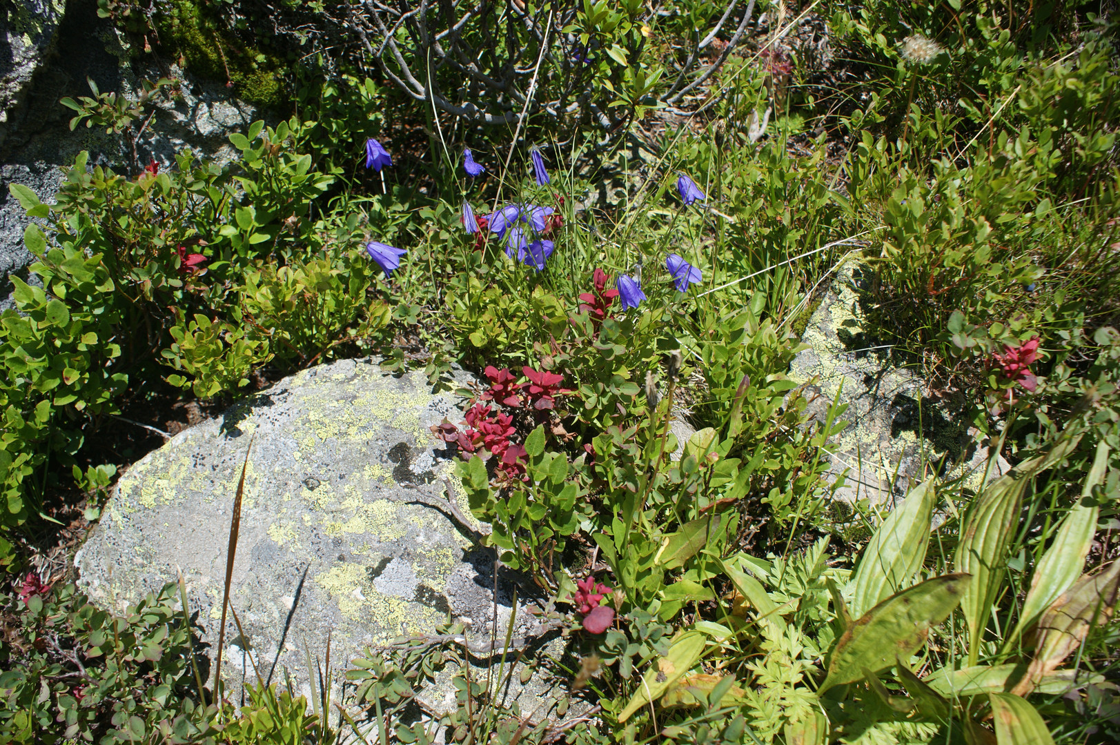 Bergblumen