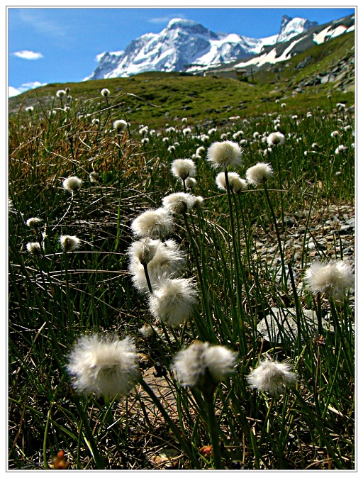 Bergblumen (6)