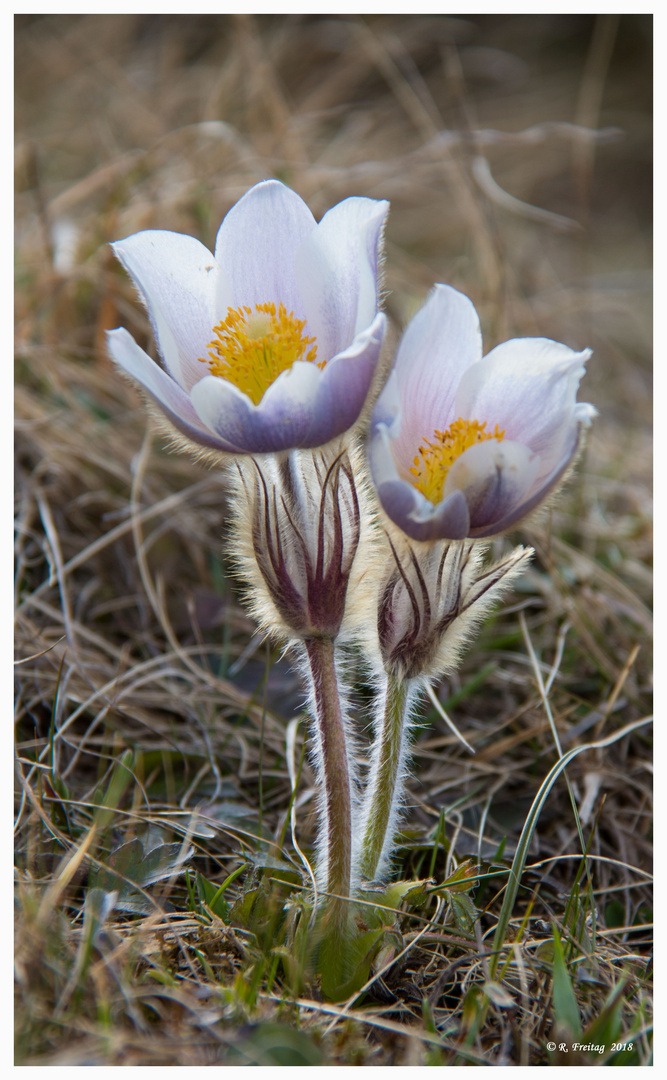 Bergblumen