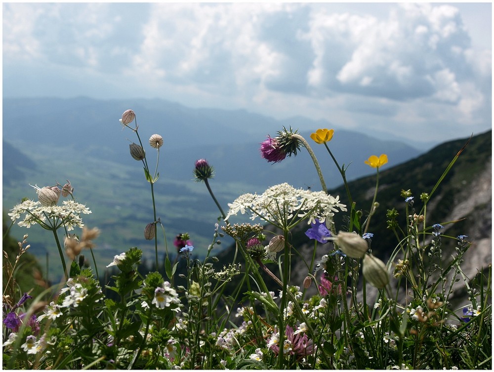 Bergblumen