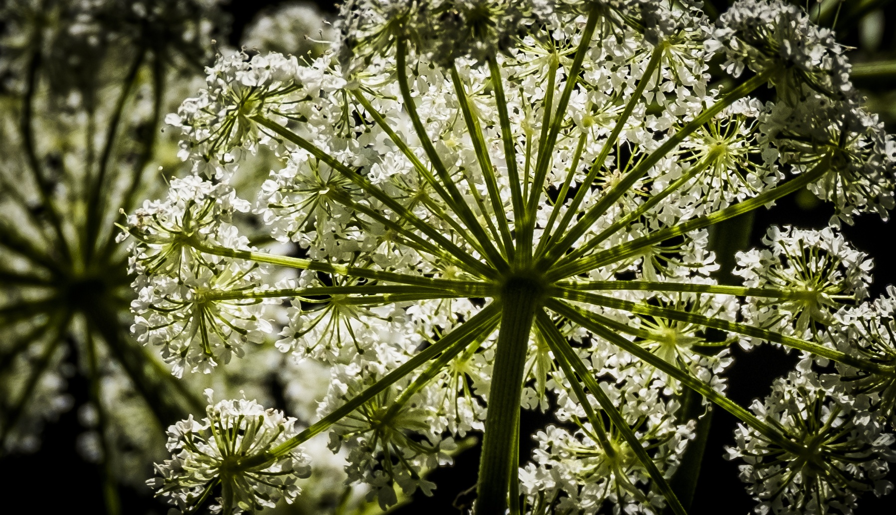 Bergblumen