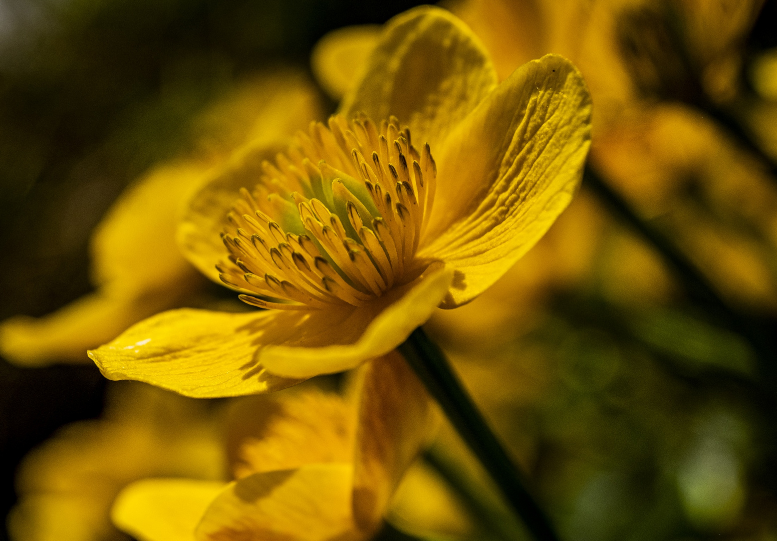 Bergblumen