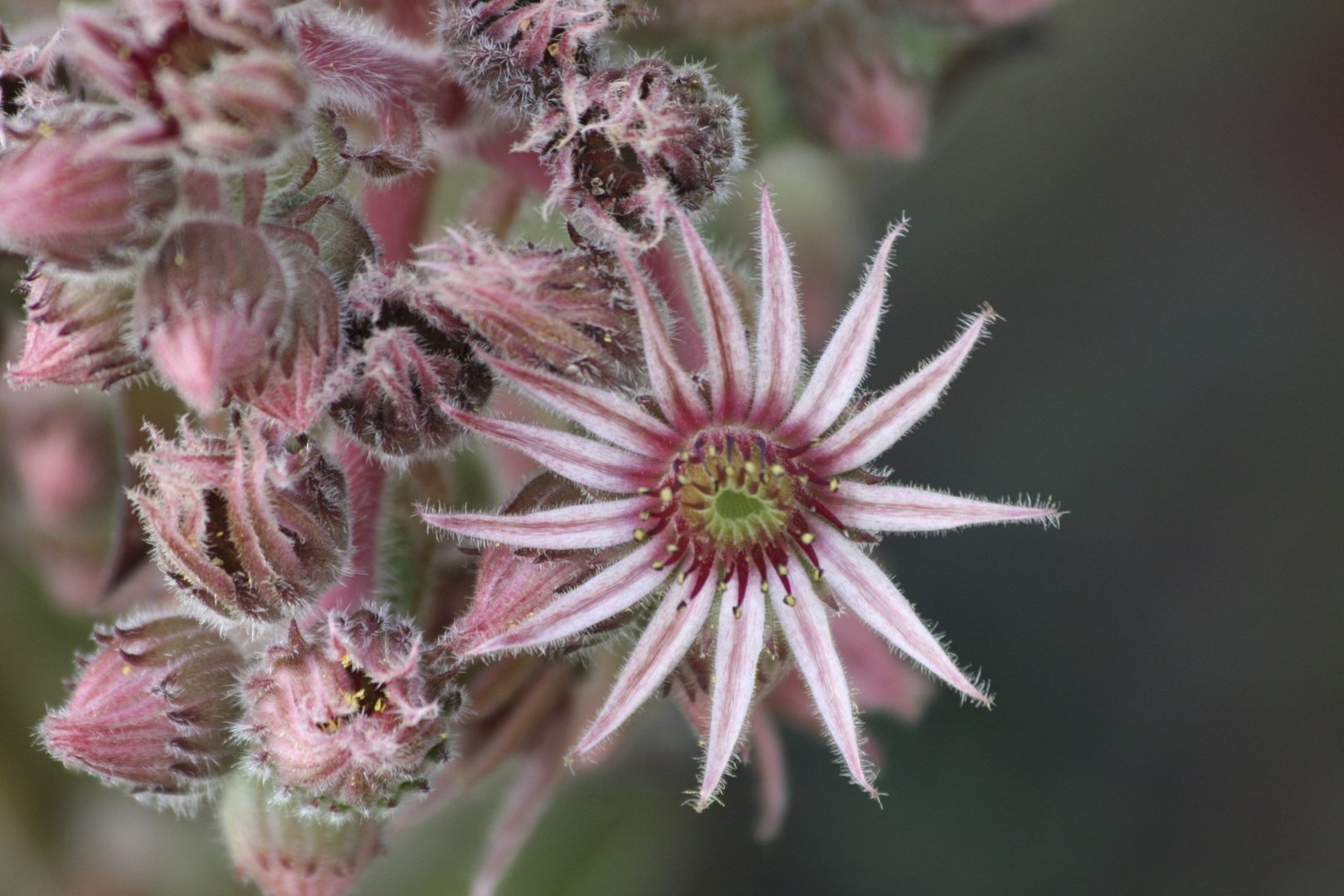 Bergblumen