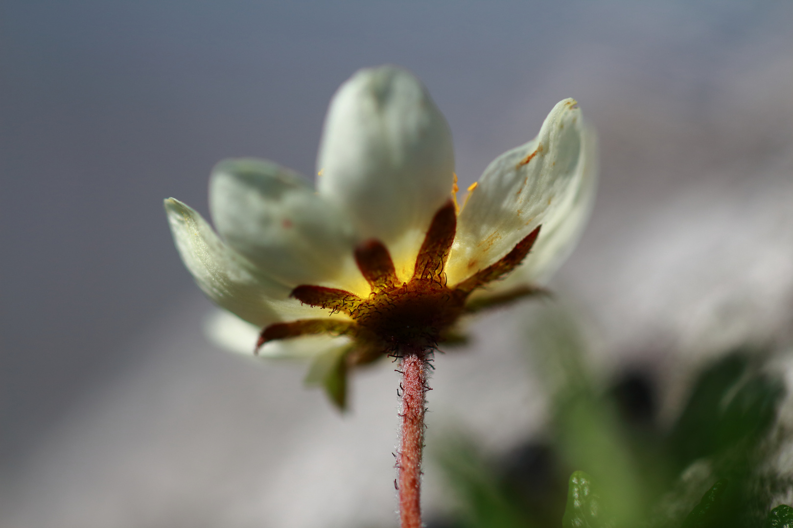 Bergblumen