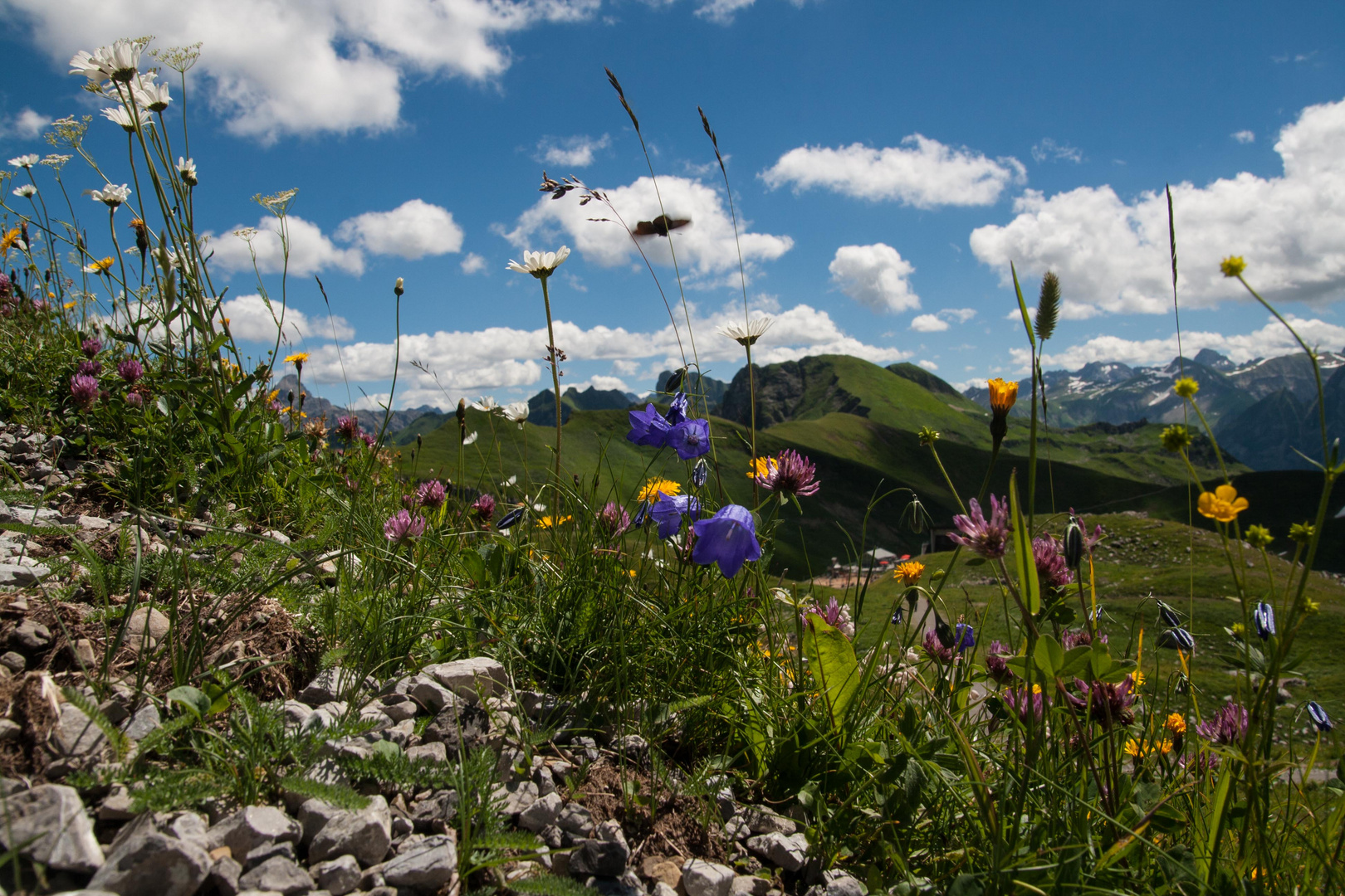 Bergblumen am Nebelhorn