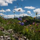 Bergblumen am Nebelhorn