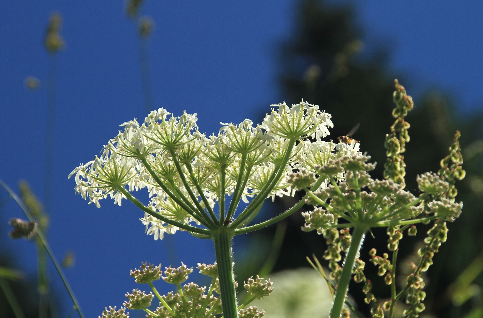 Bergblumen am Weg