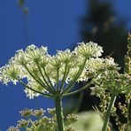 Bergblumen am Weg