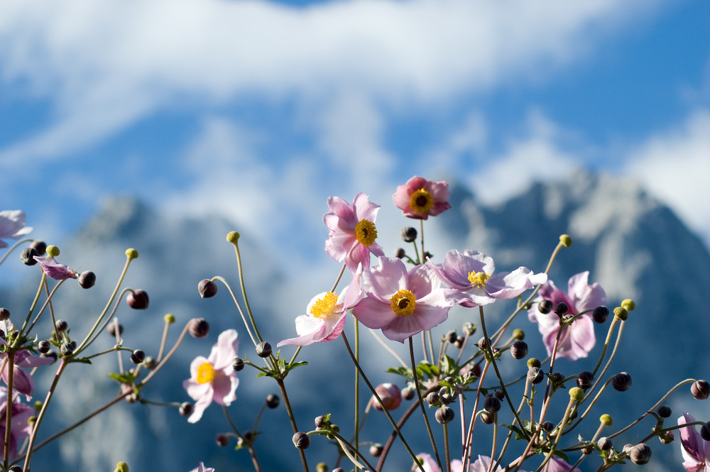 Bergblumen