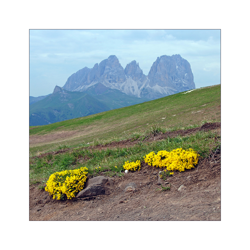 Bergblumen brauchen nicht viel