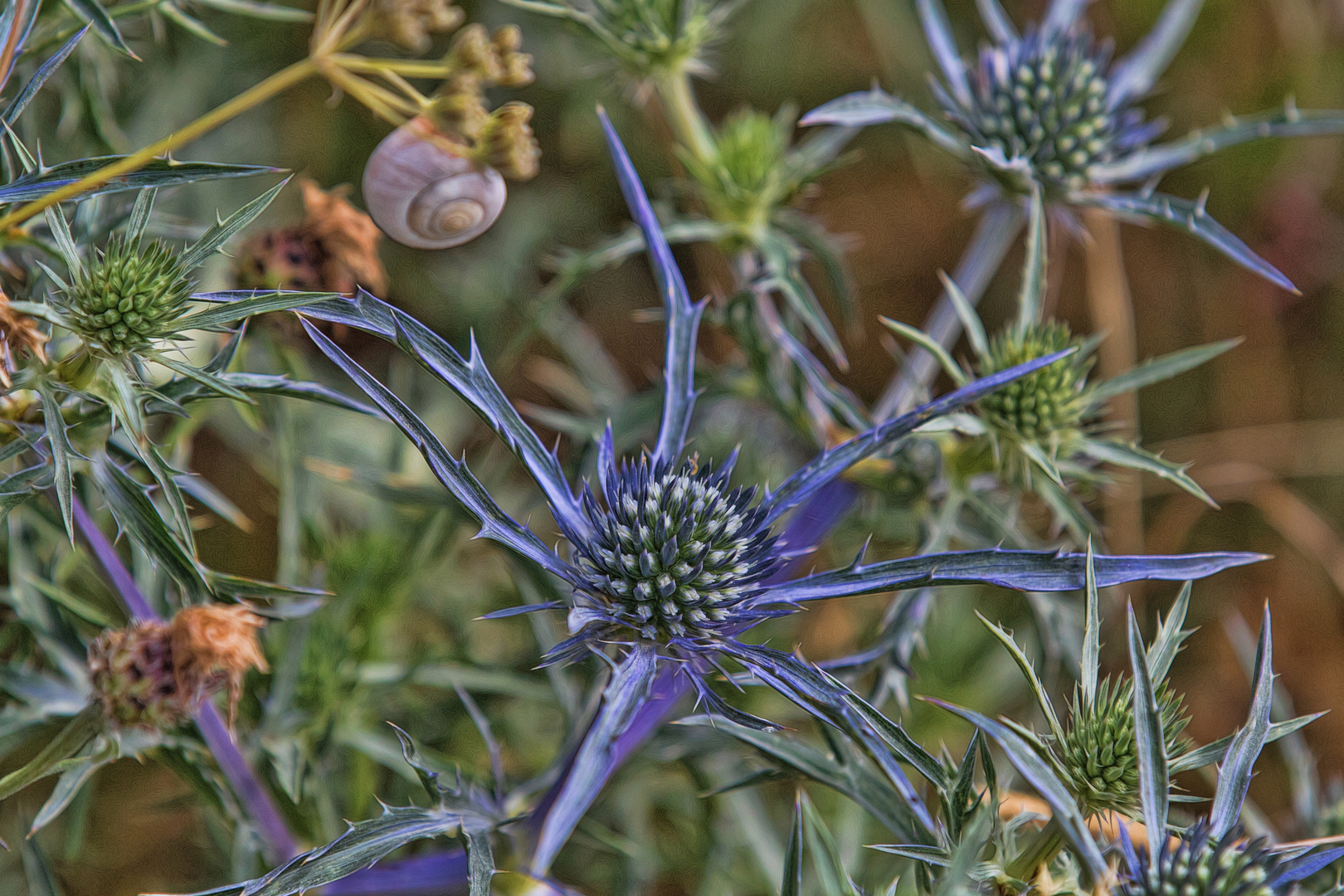 Bergblumen