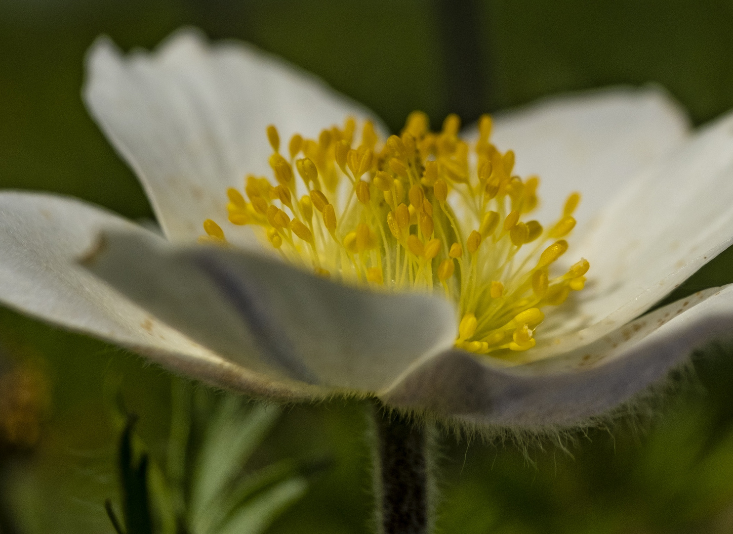 Bergblumen