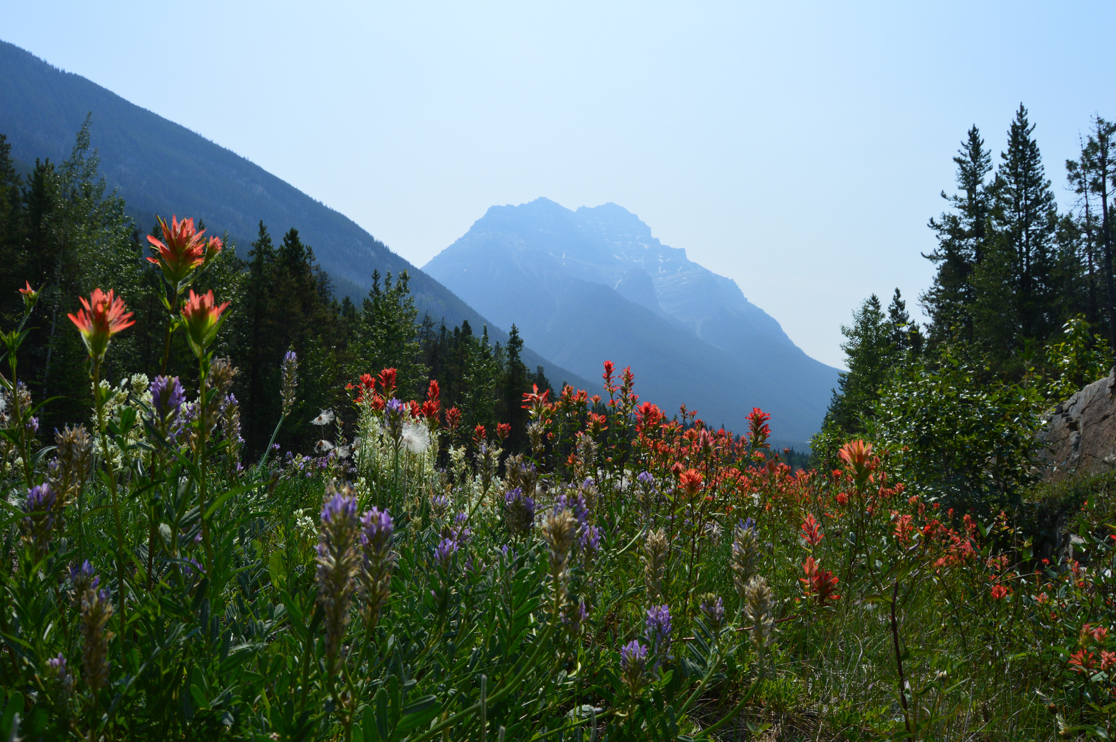 Bergblumen