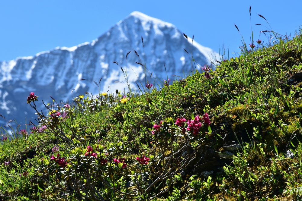 Bergblumen