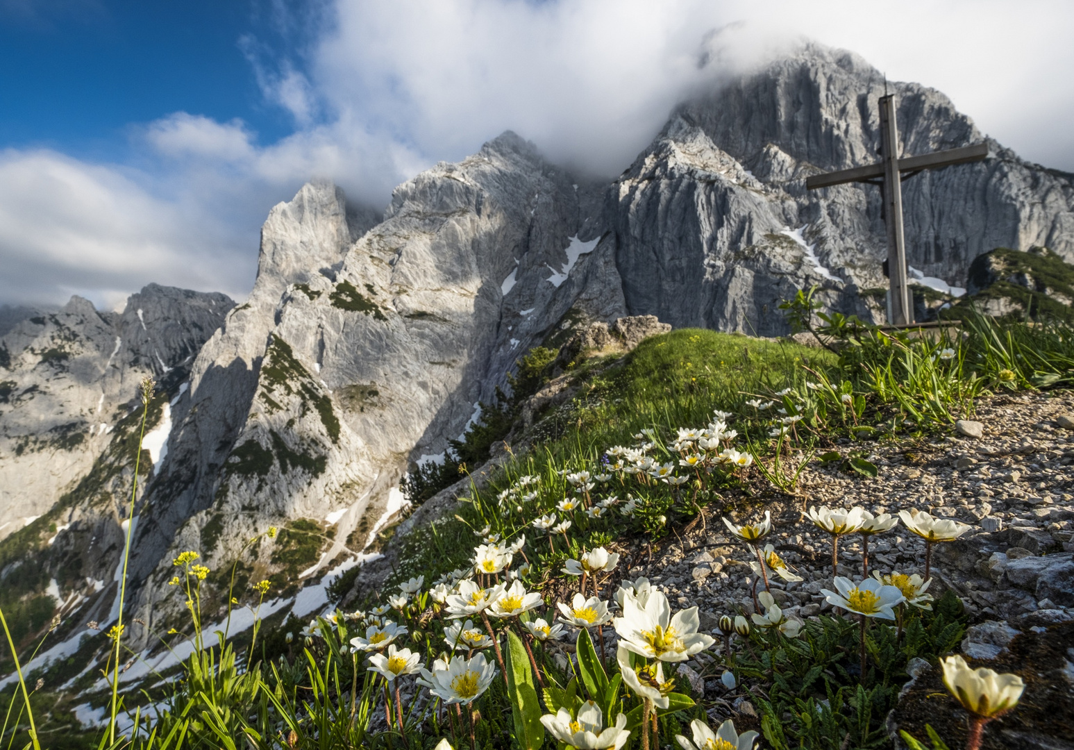 Bergblumen