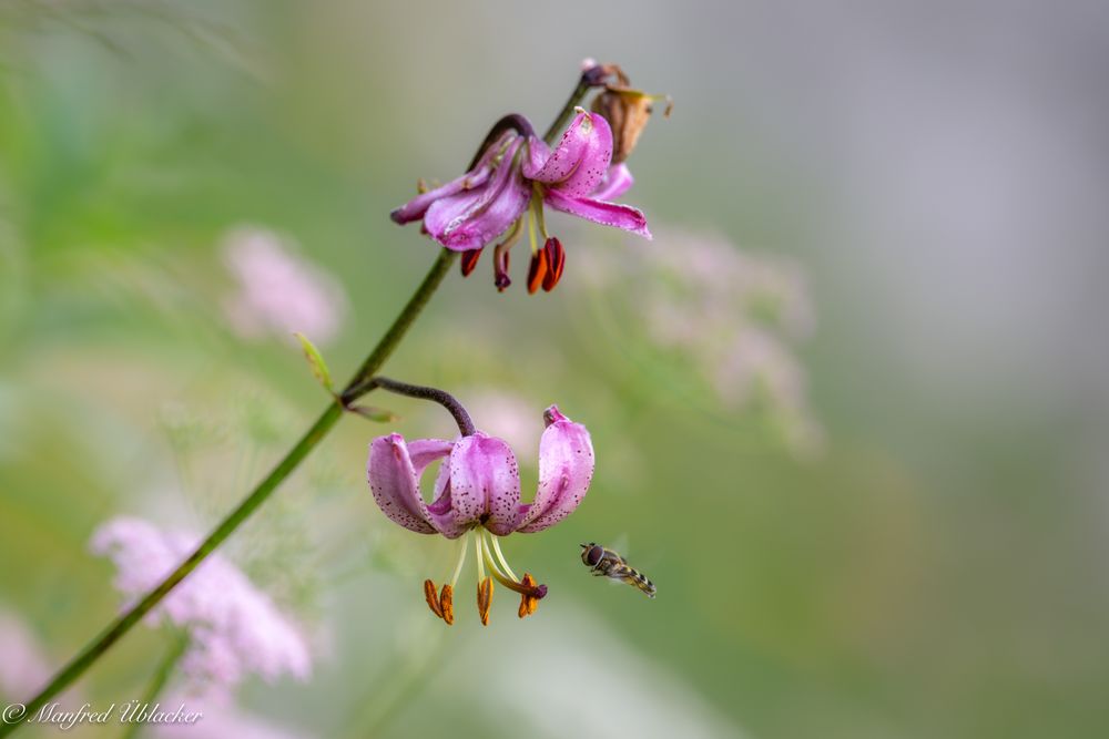 Bergblumen ...