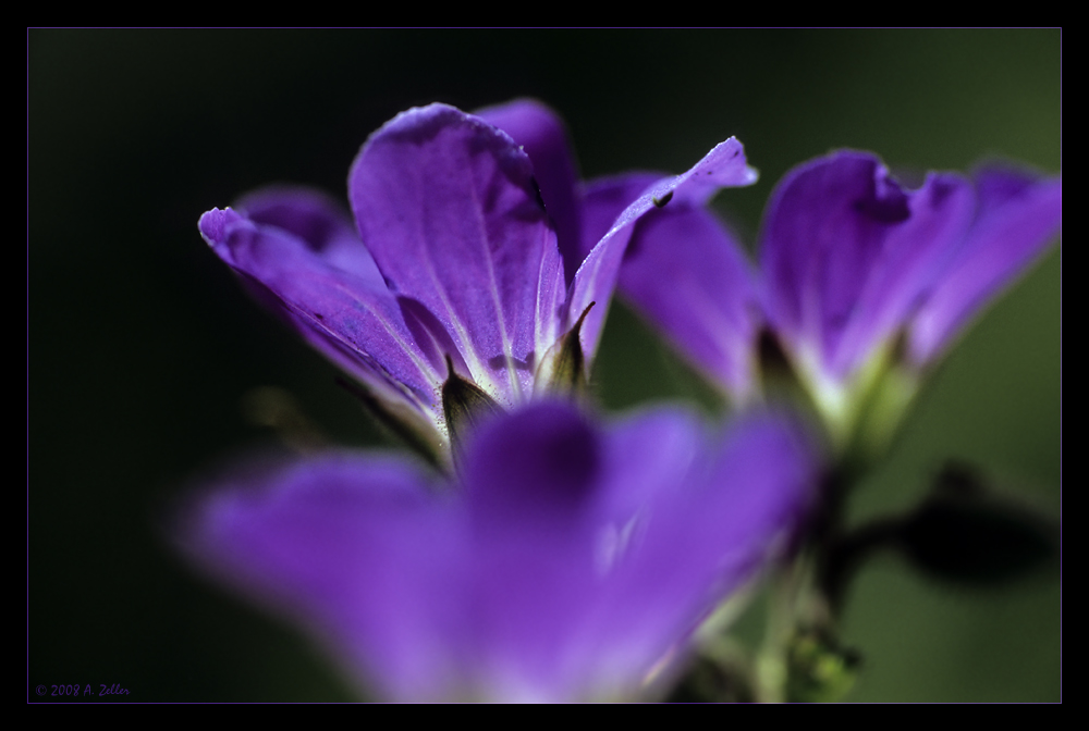 Bergblumen im Mittagslicht