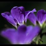 Bergblumen im Mittagslicht