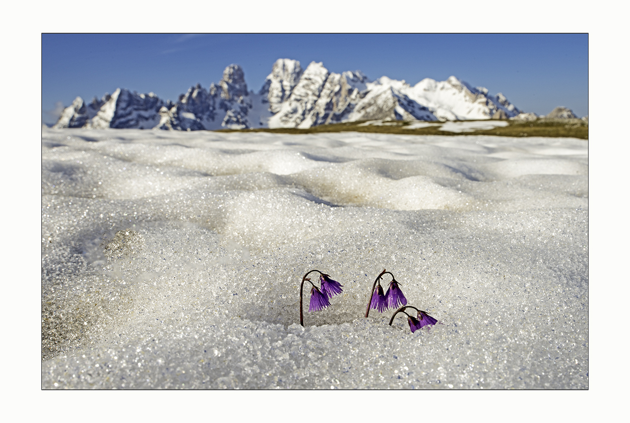 Bergblumen im Schnee