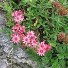 Bergblumen im Val Müstair GR/Schweiz