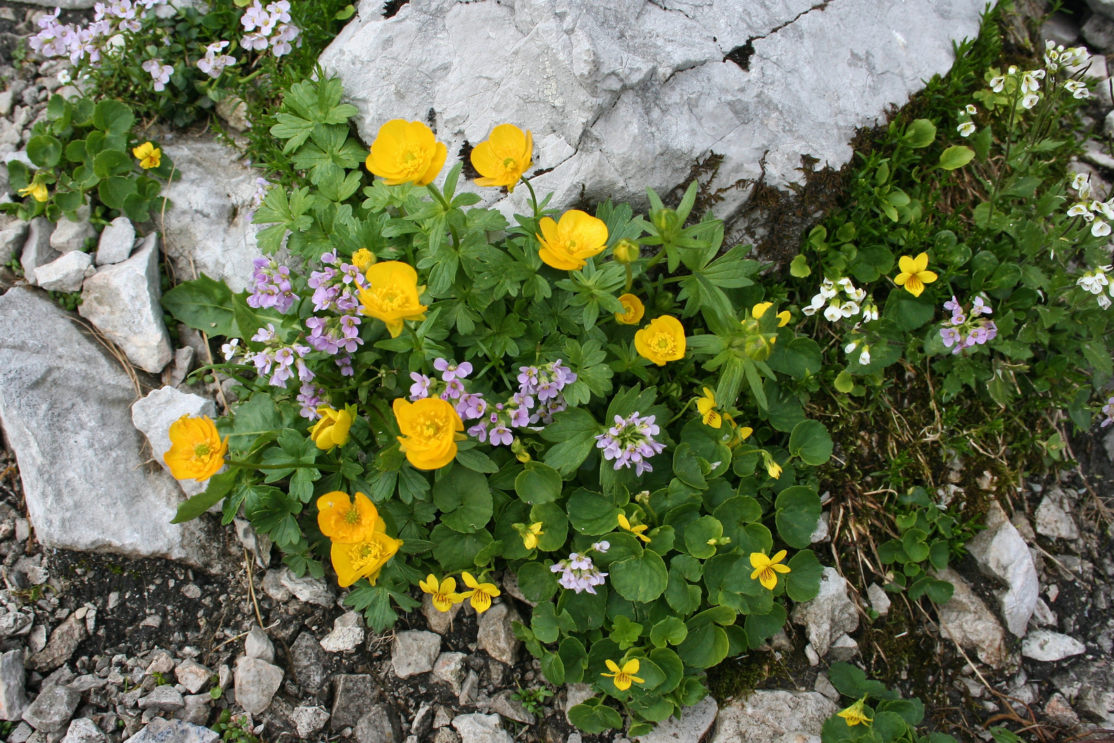 Bergblumen (Img_6115_ji)