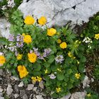 Bergblumen (Img_6115_ji)