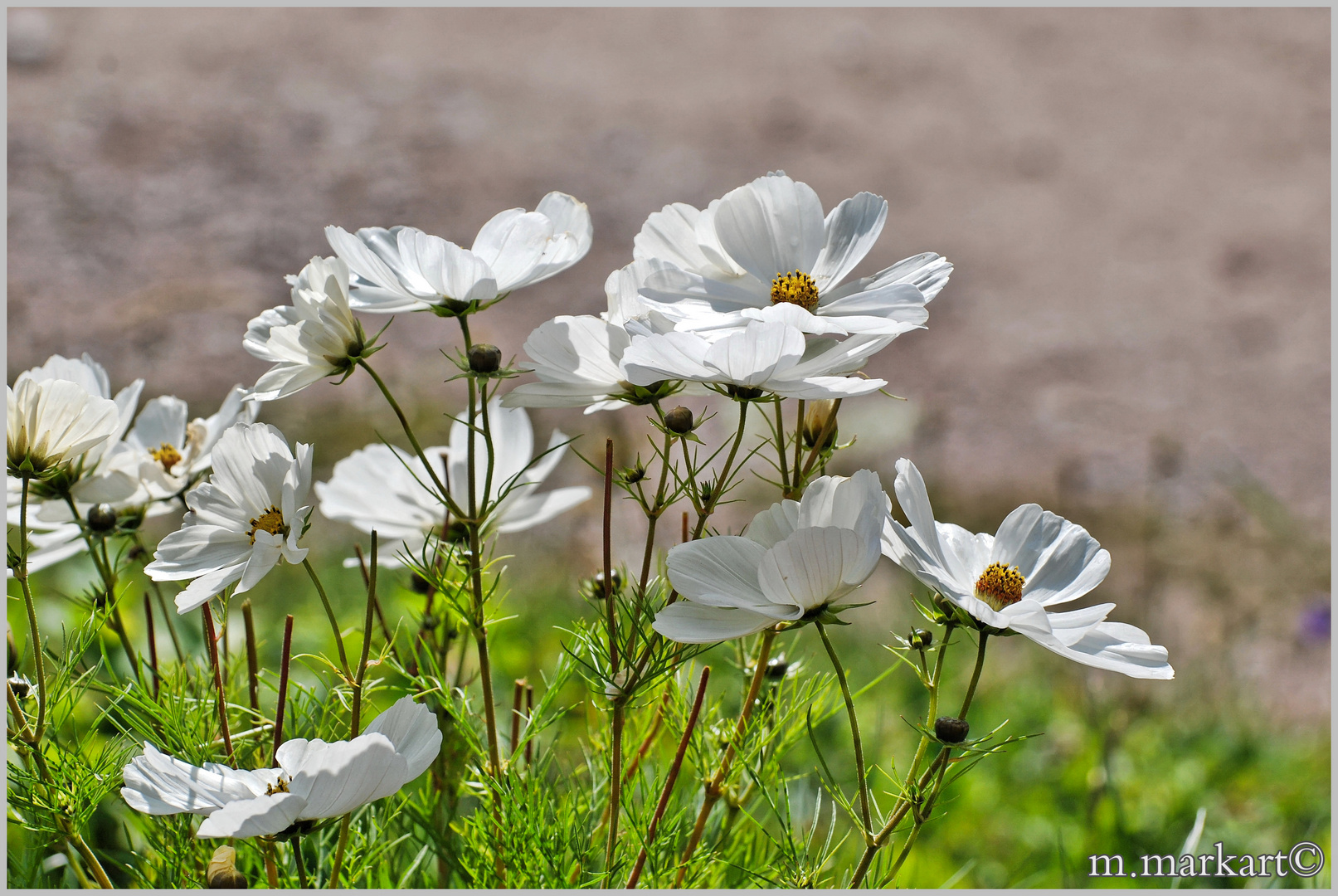 Bergblumen in den Dolomiten