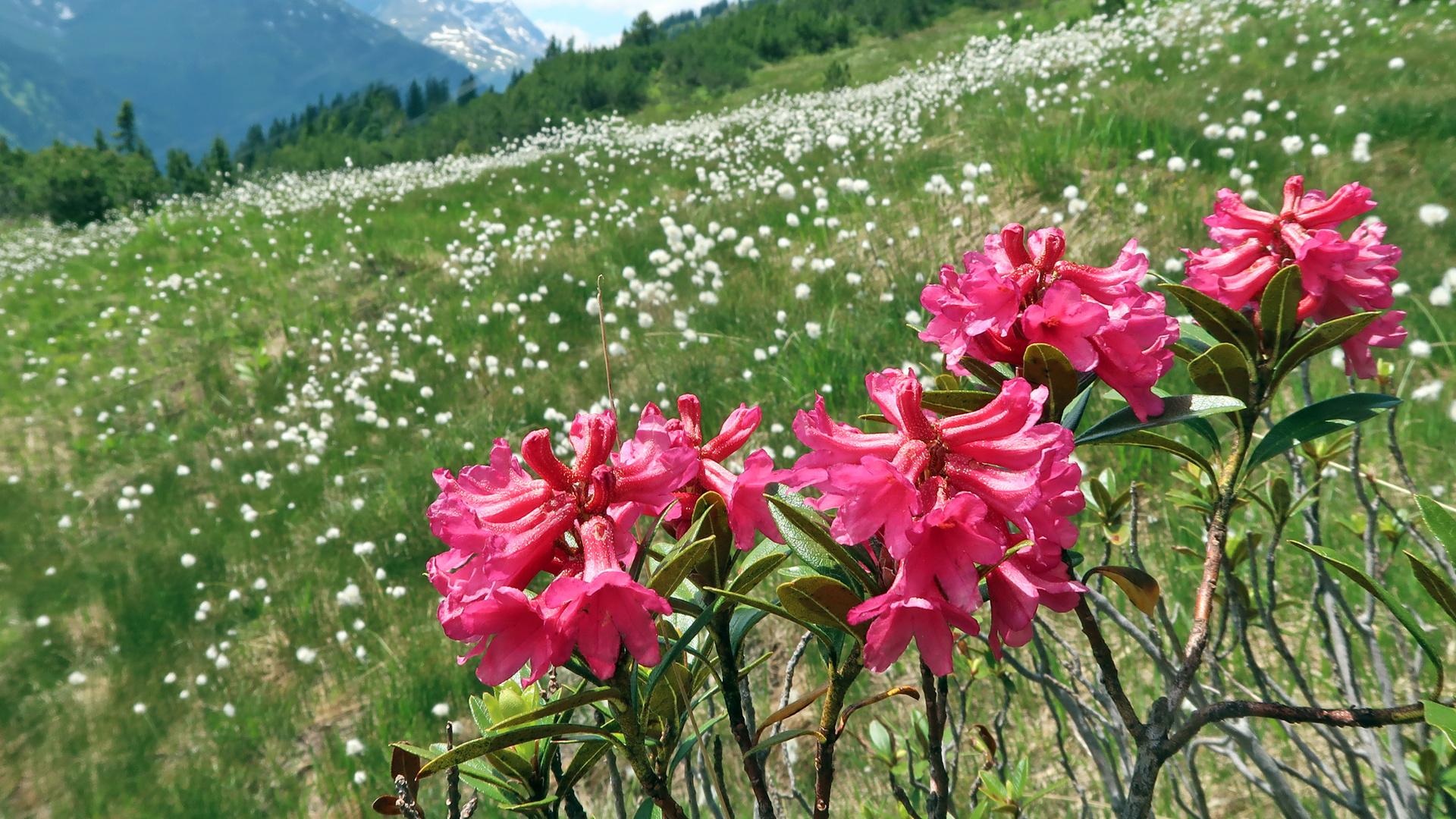 Bergblumen-Landschaft