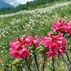 Bergblumen-Landschaft