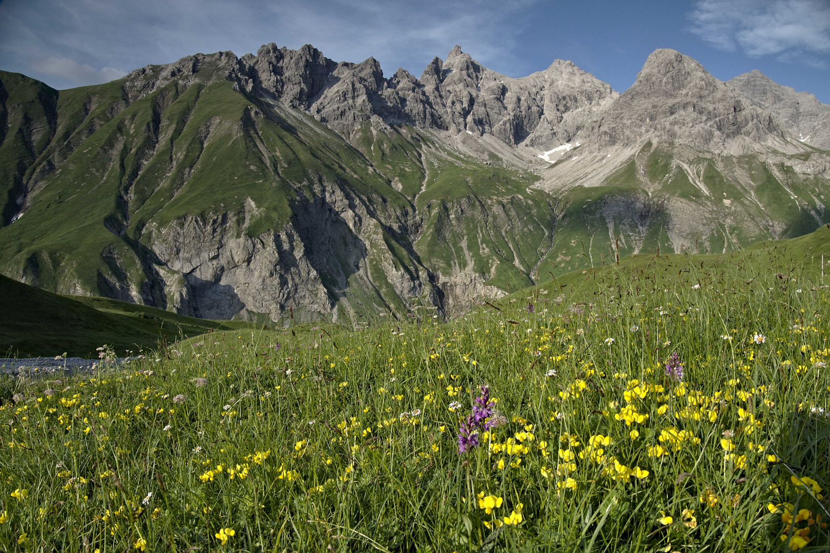 Bergblumen mit Bergwelt