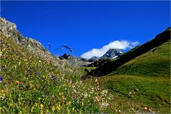 Bergblumen mit Großglockner