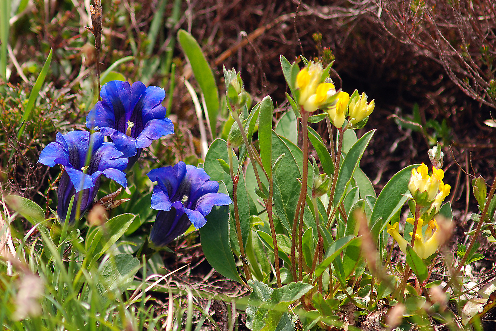 Bergblumen vom Jenner am Königsee