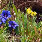 Bergblumen vom Jenner am Königsee