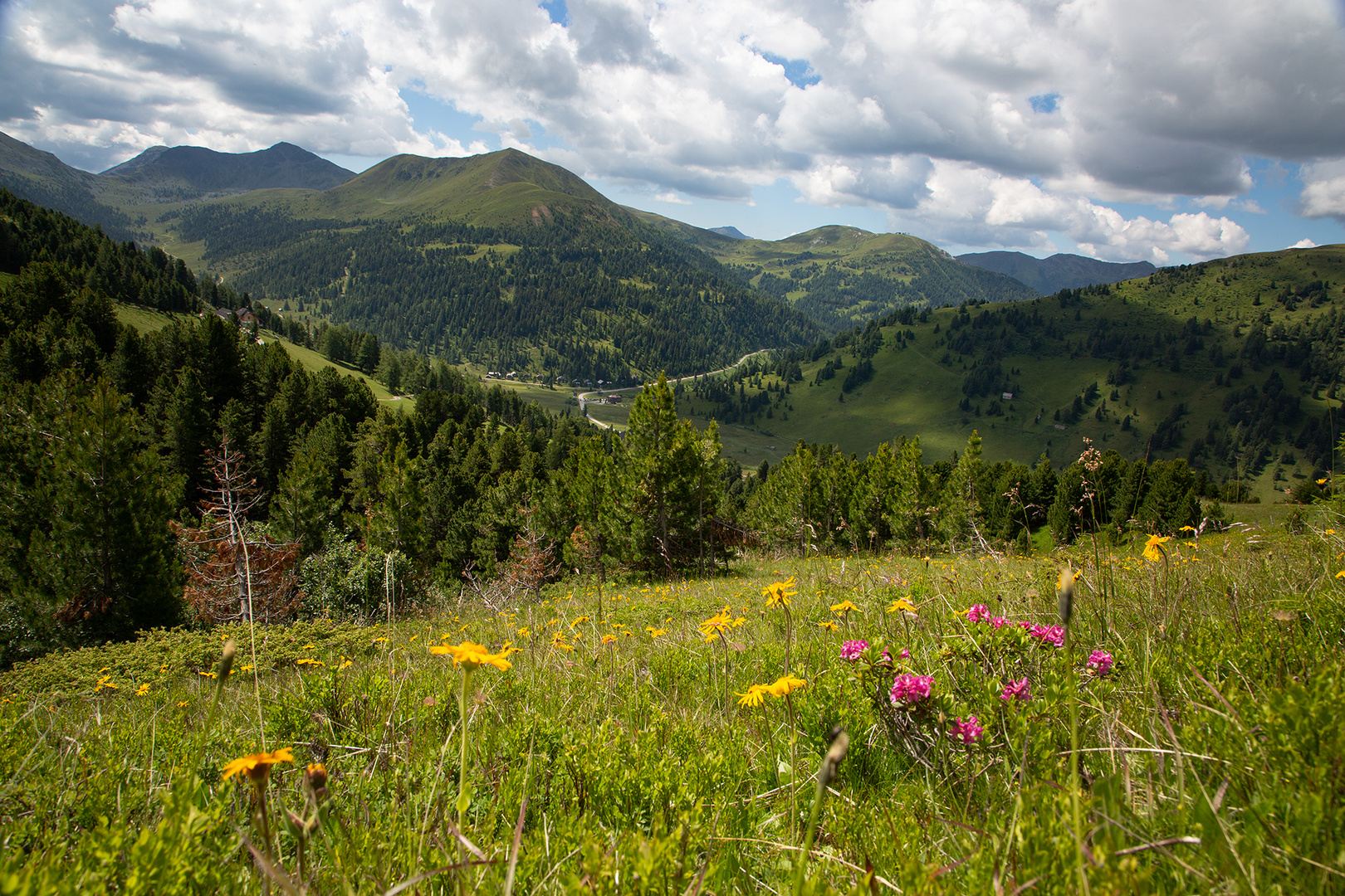 Bergblumen-Wiese