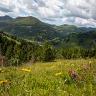 Bergblumen-Wiese