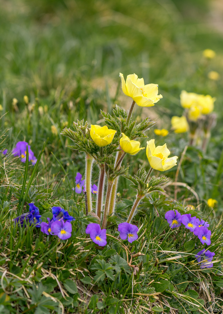 Bergblumenidylle im Frühling